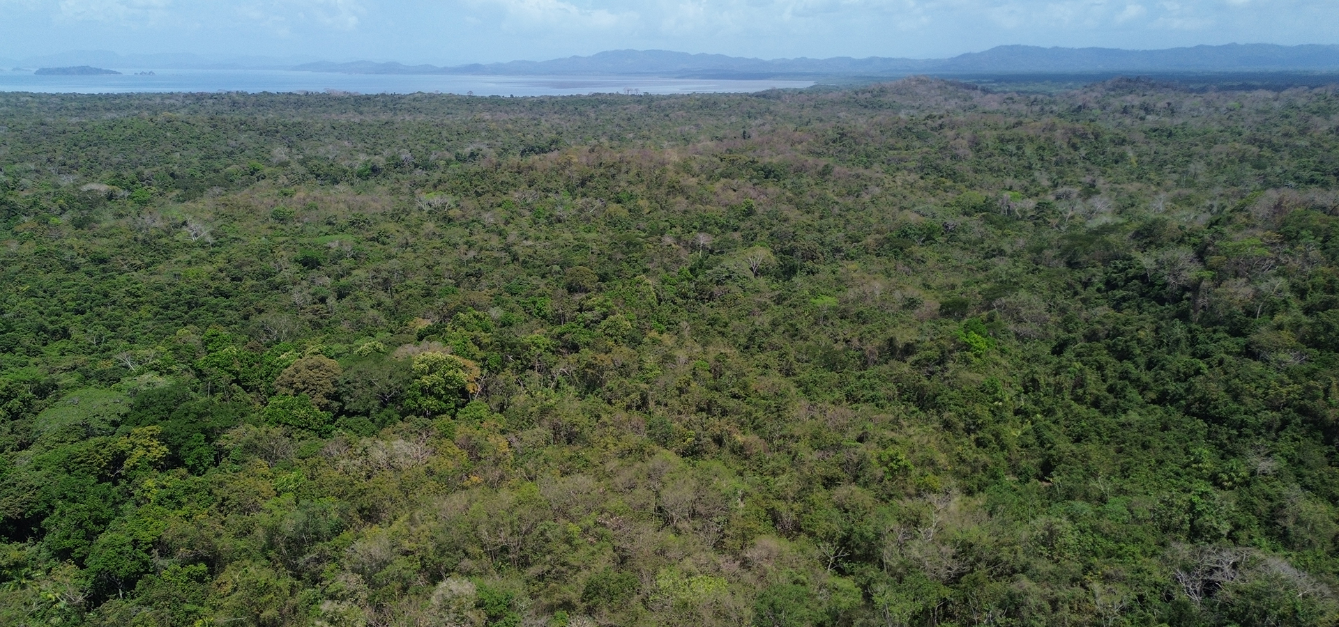 vegetación parque nacional el Darién en Panamá